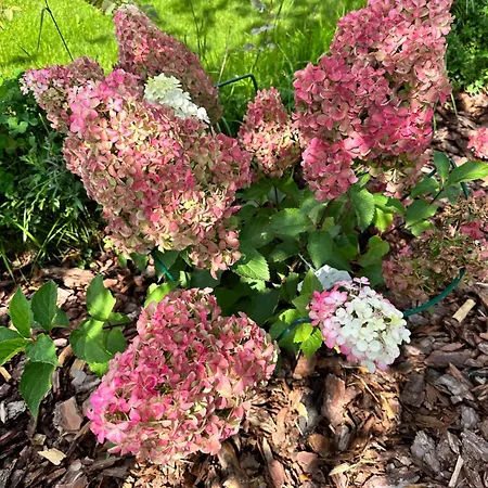 White Wave Norda Feriehus *