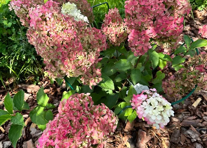 White Wave Norda Dom wakacyjny *